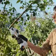 STIHL ASA 20 AKKUKÄYTTÖISET OKSASAKSET (AKKU AS 2 + LATURI AL1) - STIHL oksasahat - 29523 - 6
